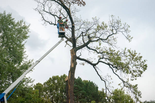 How Our Tree Care Process Works  in  Varnell, GA